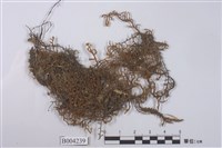 藏品(叢生光萼蘚尖葉變種)的圖片